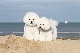 BICHON FRISE 077